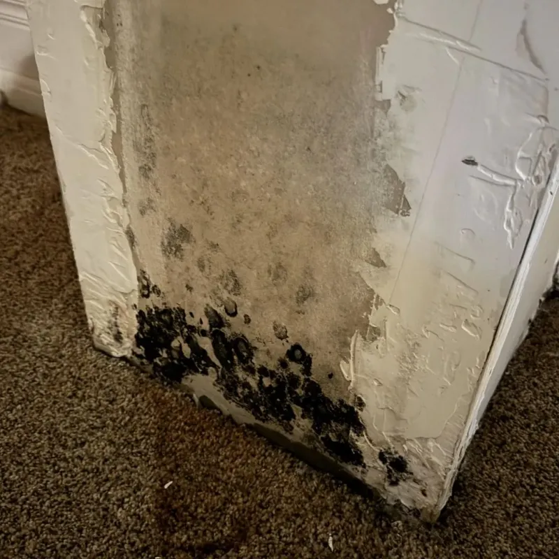 Professional Mold Removal in Brantley County, GA